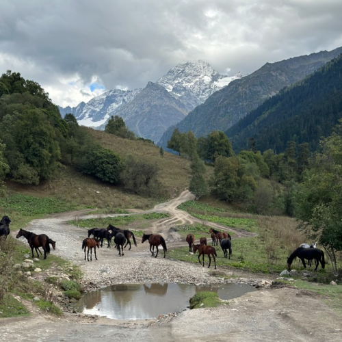 Верхом по Архызу: поездка для конников с любой подготовкой
