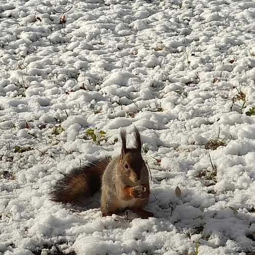 Все парки и замки Гатчины за один день