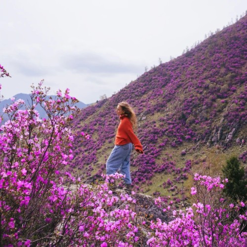 Лиловый наряд Алтая: путешествие по знаковым локациям и цветение маральника