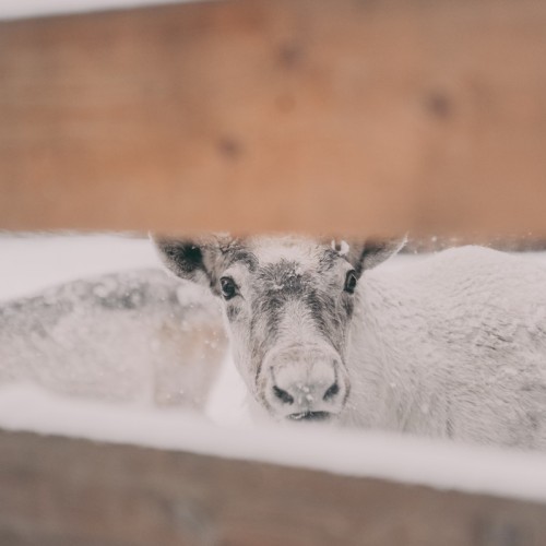 В экопарк «Долина водопадов» и музей «Кирьяж» — из Петербурга