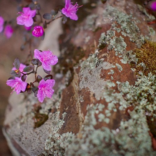 Цветение алтайской сакуры и главные локации: Гейзерное озеро, «Марсы», Катунь и Адыр-Кан