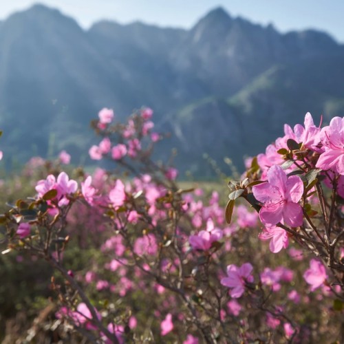 Алтай в цвету: маральник и Чуйский тракт — из Горно-Алтайска