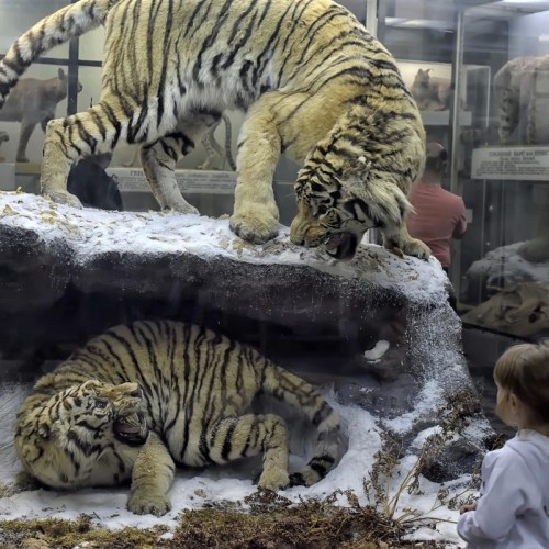 Зоологический музей для детей и взрослых