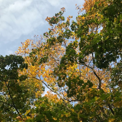 Имперская роскошь парковых фонтанов и дворцов Петергофа