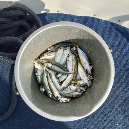 Морская рыбалка в Сочи круглый год