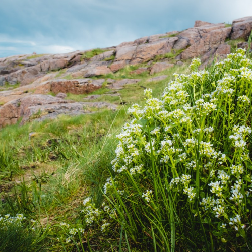 Удивительный Кольский: Сейдозеро, полуостров Средний и Териберка
