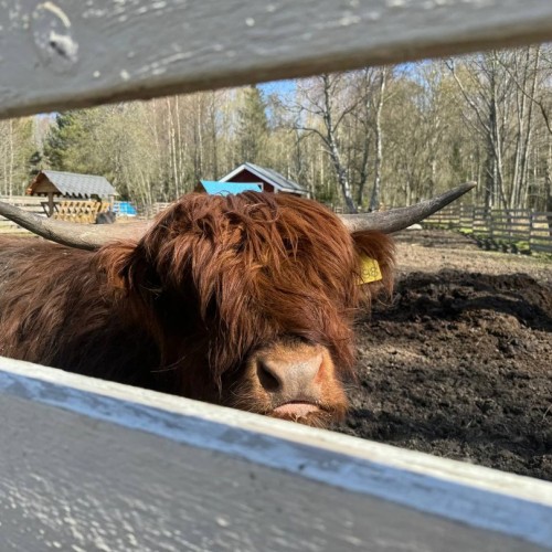 По следам варяжских воинов и скандинавских рыцарей в Выборг (мини-группой на выходные)
