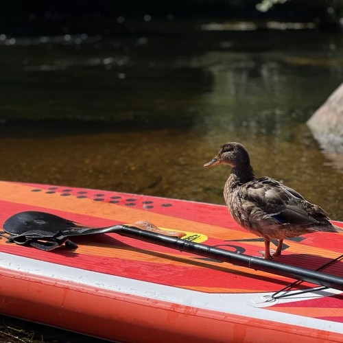 Сап-терапия среди каньонов реки Оредеж
