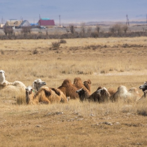 Тур по главным и редким местам Алтая на УАЗах: Чуйский тракт, горы, урочища, озёра и скалы