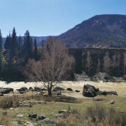 За пейзажами весеннего Алтая: цветение маральника