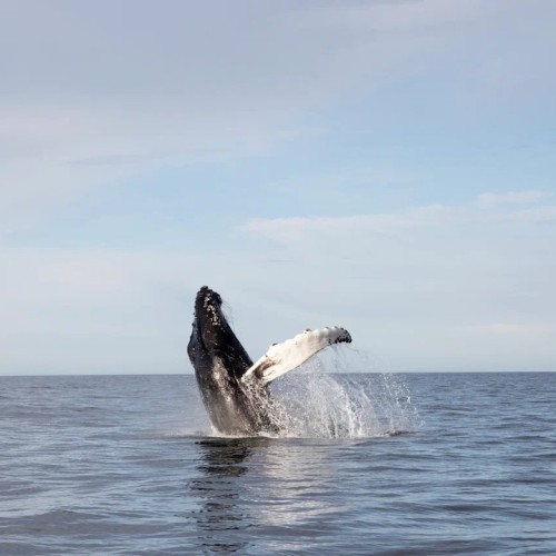 Сияние, киты и ты: Арктика с айс-флоатингом и этнопрограммой, выходом в море и посещением Териберки