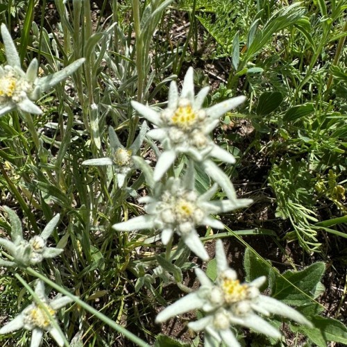 Всё многообразие Алтая: этнотур от высокогорья до степей с границей Монголии и Телецкого озера