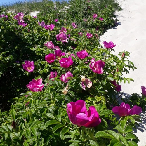 Девичник в Калининграде: уютные городки на Балтике, Куршская коса и европейская атмосфера