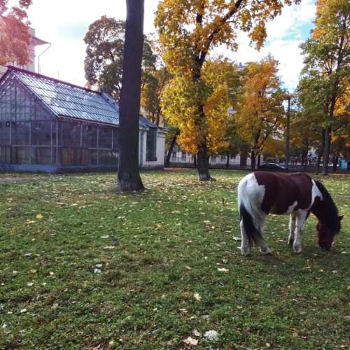 Мобильный квест «Кто украл питомца аптекаря Пеля»