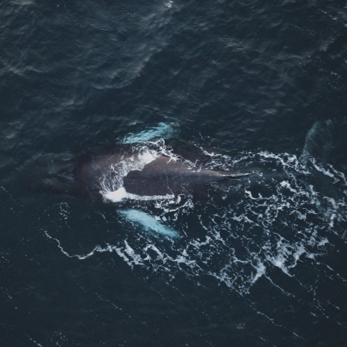 На Кольский за впечатлениями: морская прогулка, айс-флоатинг в Белом море и удивительная Териберка