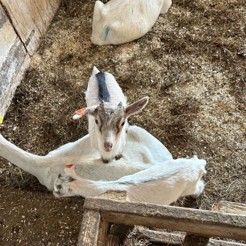 Сыр, бурёнки и вино: экскурсия с дегустацией на ферме под Петербургом