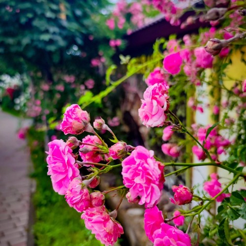 Туда, где горы и минеральная вода: Кисловодск, Пятигорск, Ессентуки и Домбай