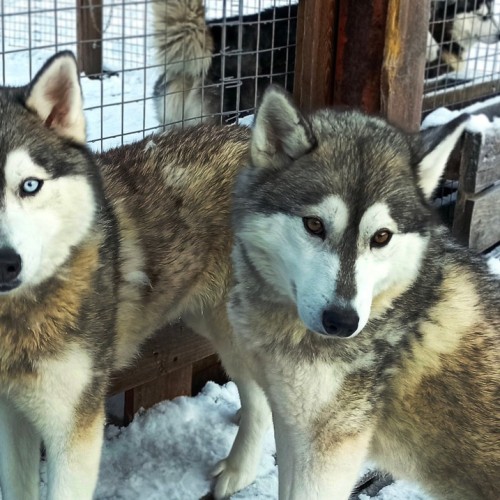 Снежная сказка за полярным кругом: Мурманск и Териберка