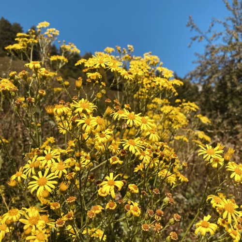 Таинство Ингушетии: треккинг налегке с восхождением на Столовую гору