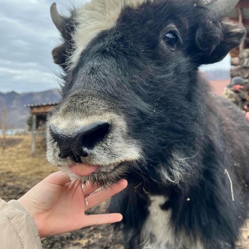 Агроэкскурсия на ферму и мастер-класс с перьями павлина