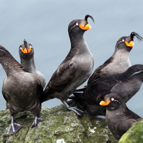 VIP-круиз с экспертами и музыкантами от Камчатки до Чукотки (всё включено)