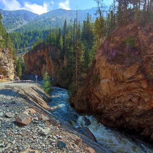 Лиловый наряд Алтая: путешествие по знаковым локациям и цветение маральника