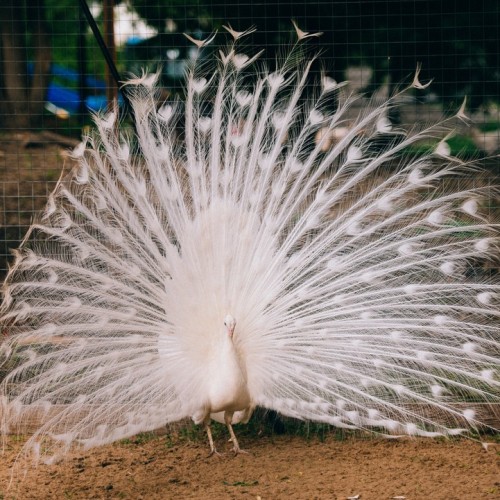 Гастротур с чаем из самовара, домашней выпечкой и дегустацией: из Москвы в провинцию