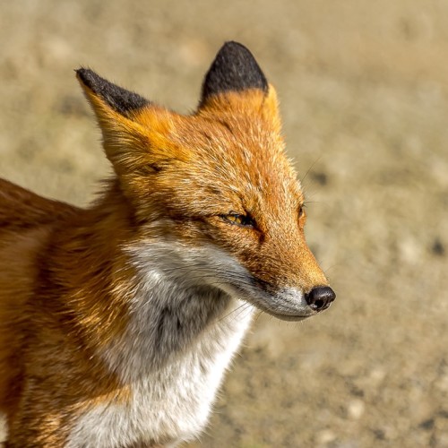 На Кунашир за вулканическими пейзажами: активное путешествие на внедорожнике в мини-группе