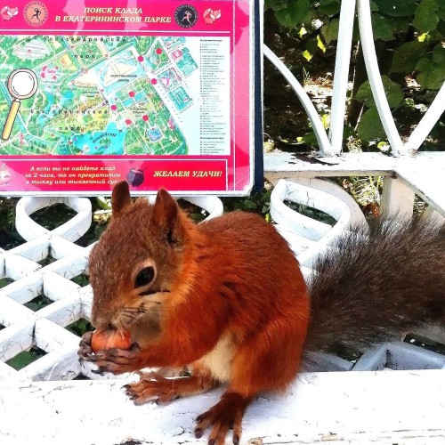 Поиск клада в Царском Селе