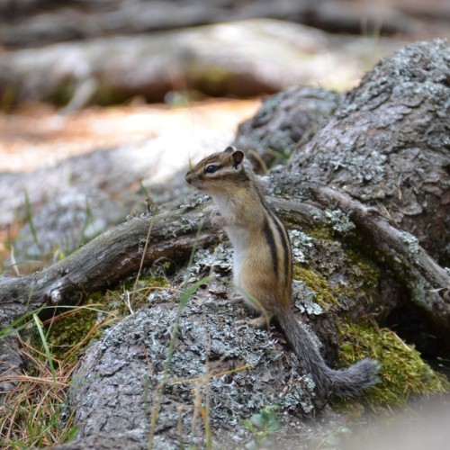 Алтай: топовые места и скрытые уголки