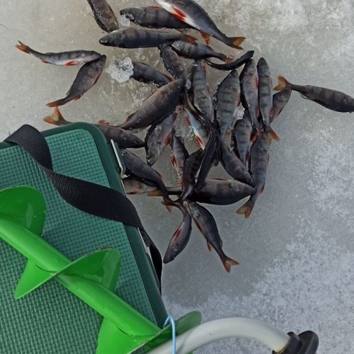 Рыбалка на Ладожском озере: перезагрузка вдали от города с комфортом (всё включено)