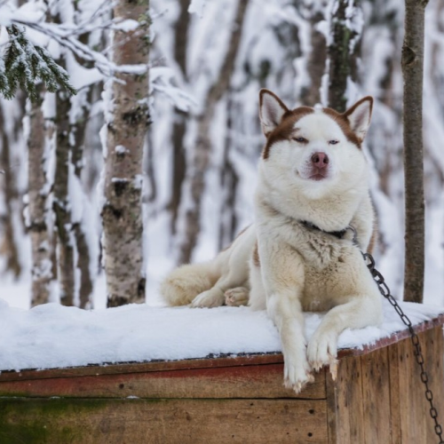 Перезагрузка на Кольском: видеть, чувствовать, удивляться