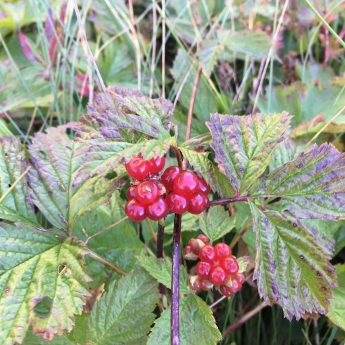 Зов гор: индивидуальное путешествие по Дагестану с подъёмом на Богосский хребет