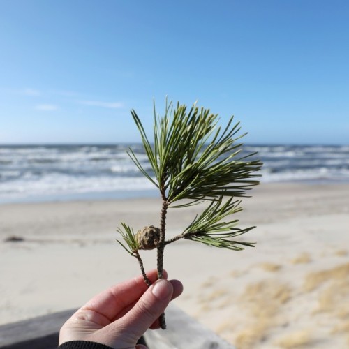 Балтийские выходные: природные достопримечательности и города-курорты