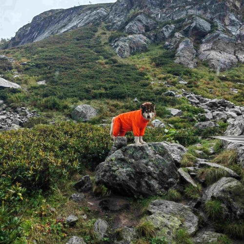 Если с другом вышел в путь: треккинги в Архызе в компании маламута (в мини-группе)