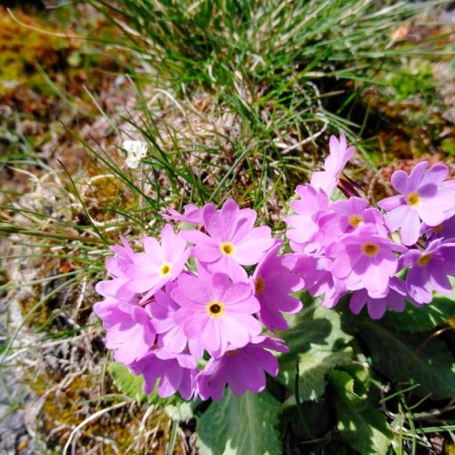 Высокогорный треккинг вокруг Эльбруса в Джилы-Су с проживанием в палатках