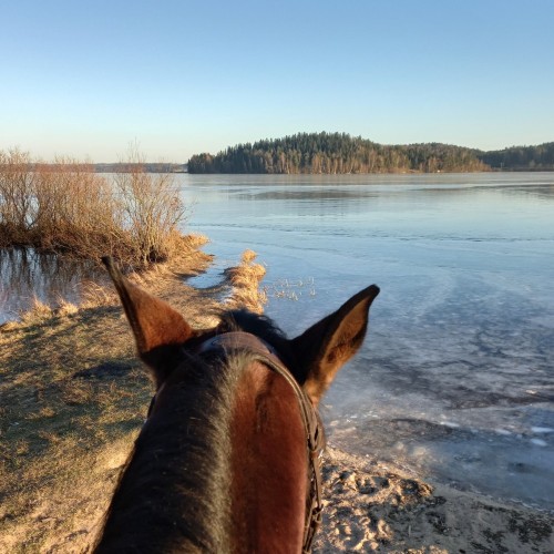 Верхом по Кавголовскому лесопарку — к питомнику зубробизонов