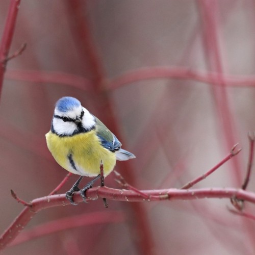 Птицы зимнего Петербурга