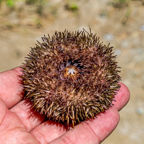 Гранд-тур по островам Дальнего Востока: Сахалин, Итуруп, Кунашир и Шикотан, термы и гастрономия