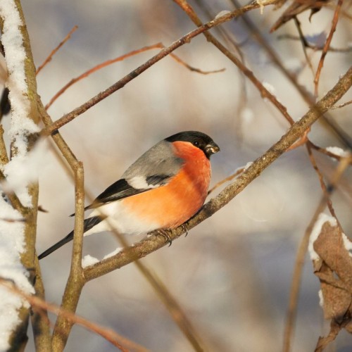 Птицы зимнего Петербурга