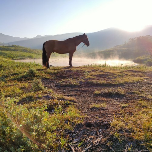 На лошадях к Корякскому вулкану с палатками. Всё включено