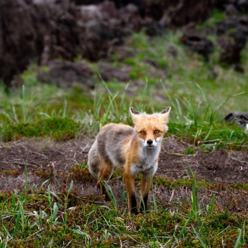С океаном наедине: на Курильские острова с профессиональным фотографом
