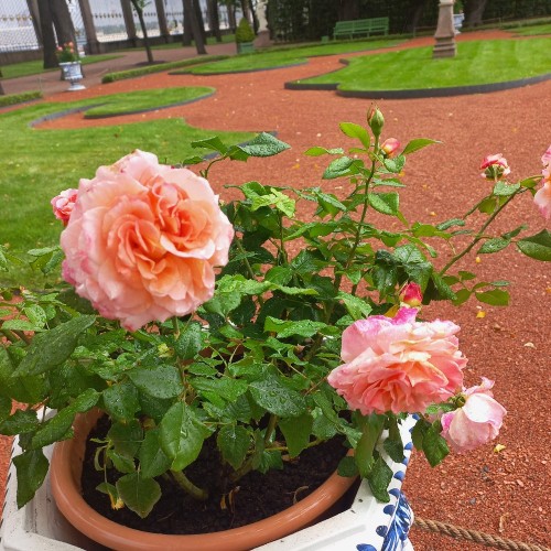 Парадный Петербург шаг за шагом