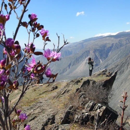 Цветение алтайской сакуры и главные локации: Гейзерное озеро, «Марсы», Катунь и Адыр-Кан
