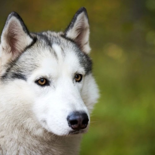 В Карелию на выходные всей семьёй: Петрозаводск, окрестности и знакомство с традициями