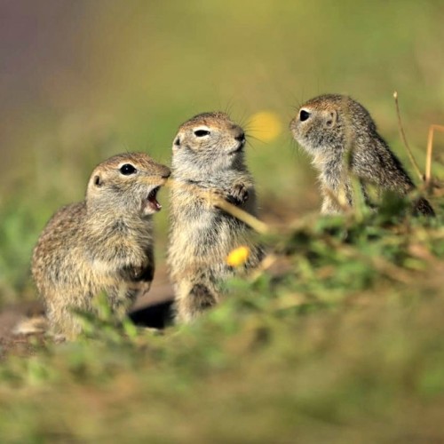 Высокогорный треккинг вокруг Эльбруса в Джилы-Су с проживанием в палатках