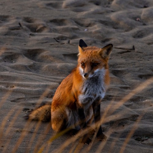 Индивидуальная перезагрузка на Куршской косе и увлекательные экскурсии
