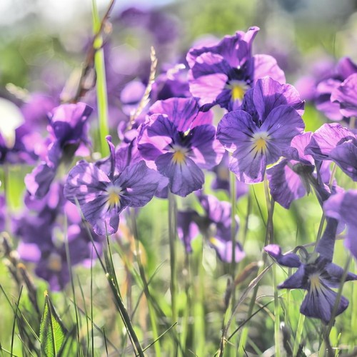 Верхом по Алтаю: конный тур для новичков с палатками (всё включено)