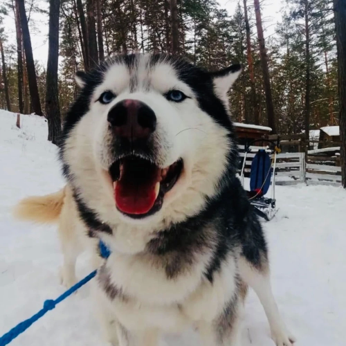 Великая долина Катуни: приключение-конструктор