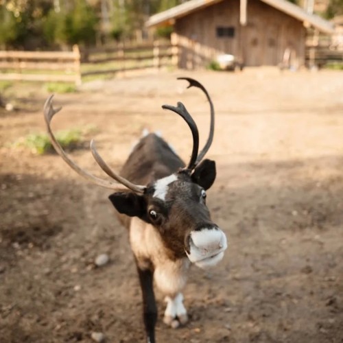 Из Санкт-Петербурга в Карелию: экопарк, водная прогулка, олени и хаски